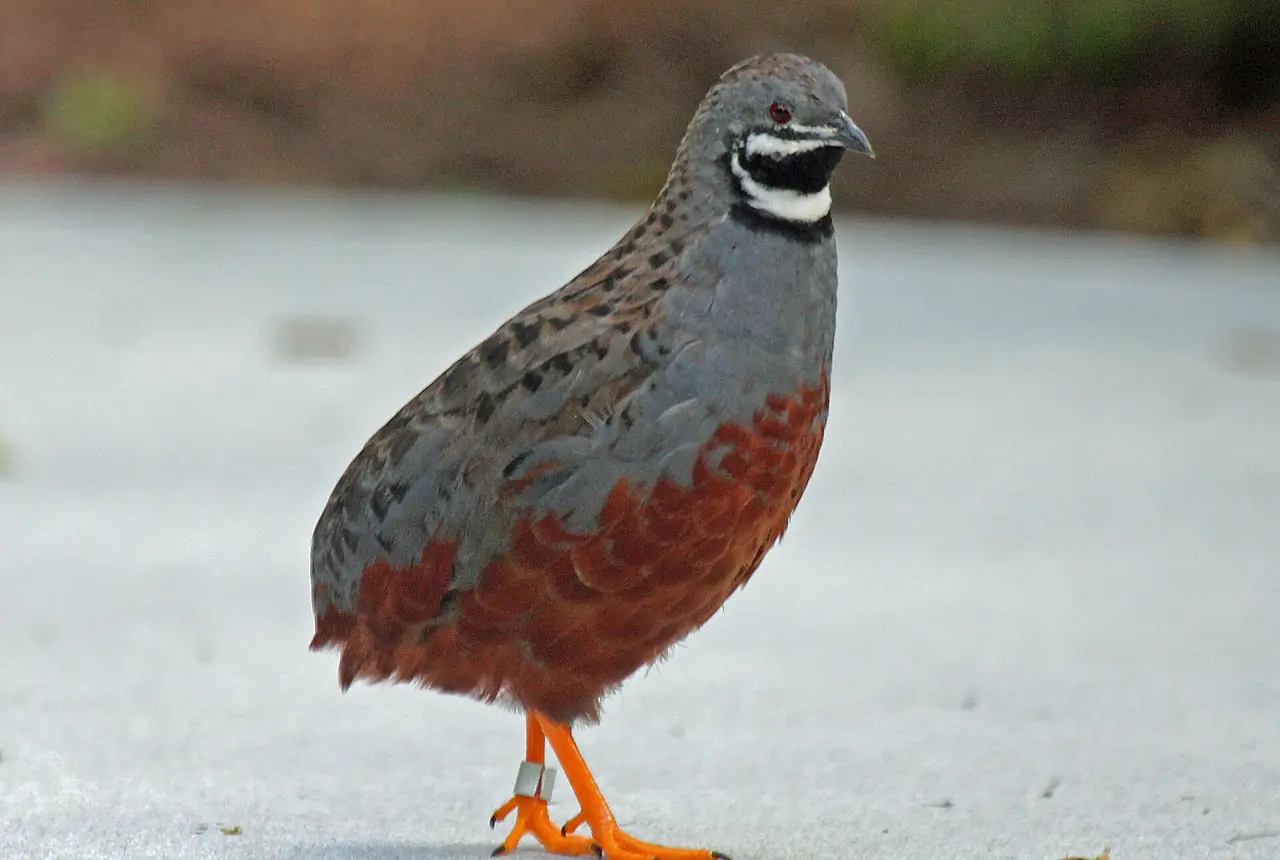 Chinese Painted Quail care guide photo for quail housing, diet, and handling planning.