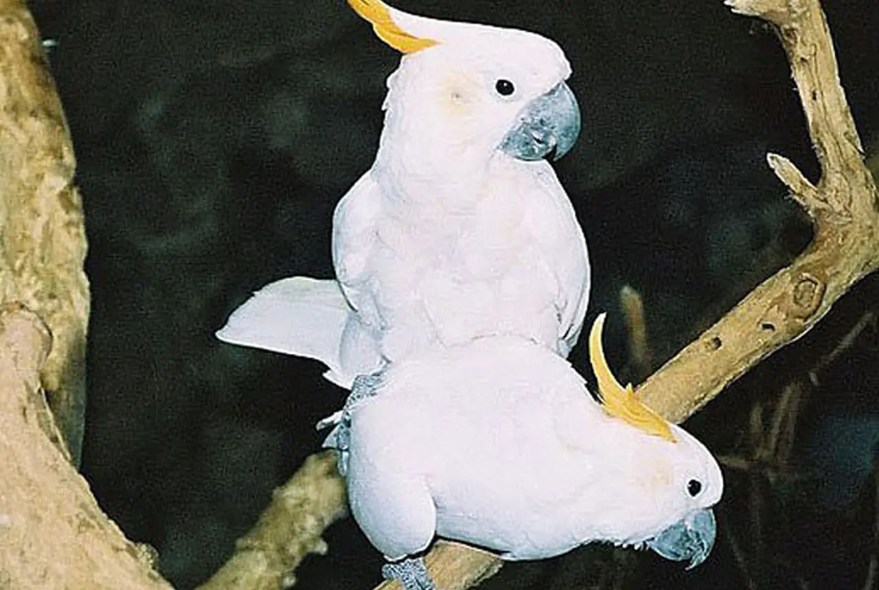 Citron-crested Cockatoos care guide photo for cockatoo housing, diet, and handling planning.