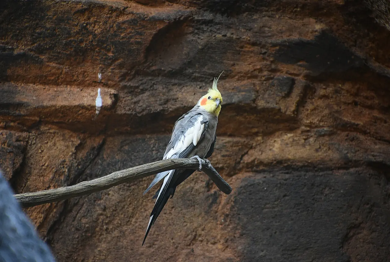 Two grey Cockatiels resting side by side on a wooden nest box, with raised crests, orange cheek patches, folded wings, and long tails visible.