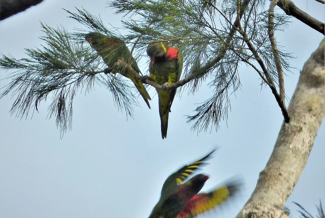 Coconut Lorikeets care guide photo for lory and lorikeet housing, diet, and handling planning.