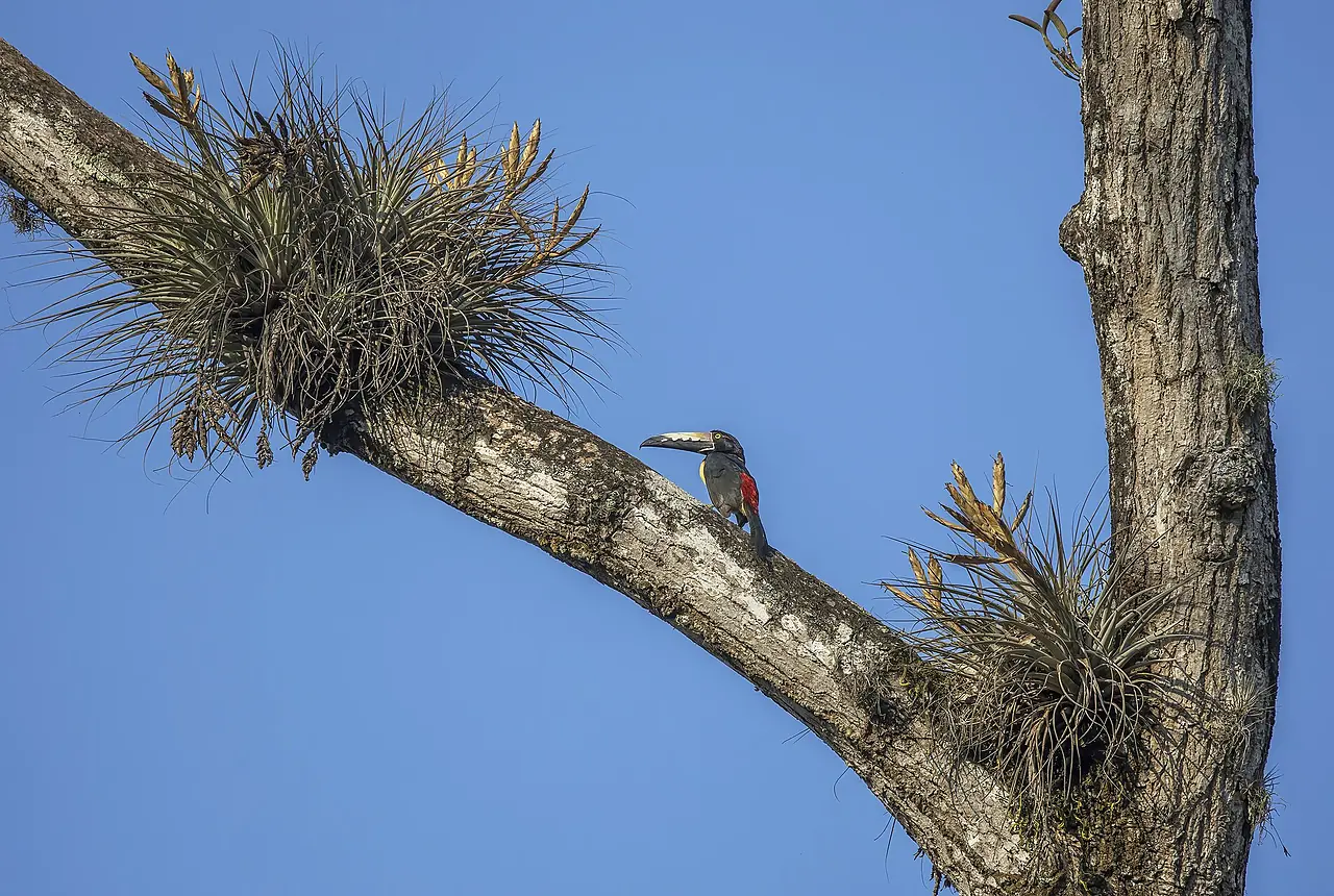 Collared Aracaris care guide photo for softbill housing, diet, and handling planning.