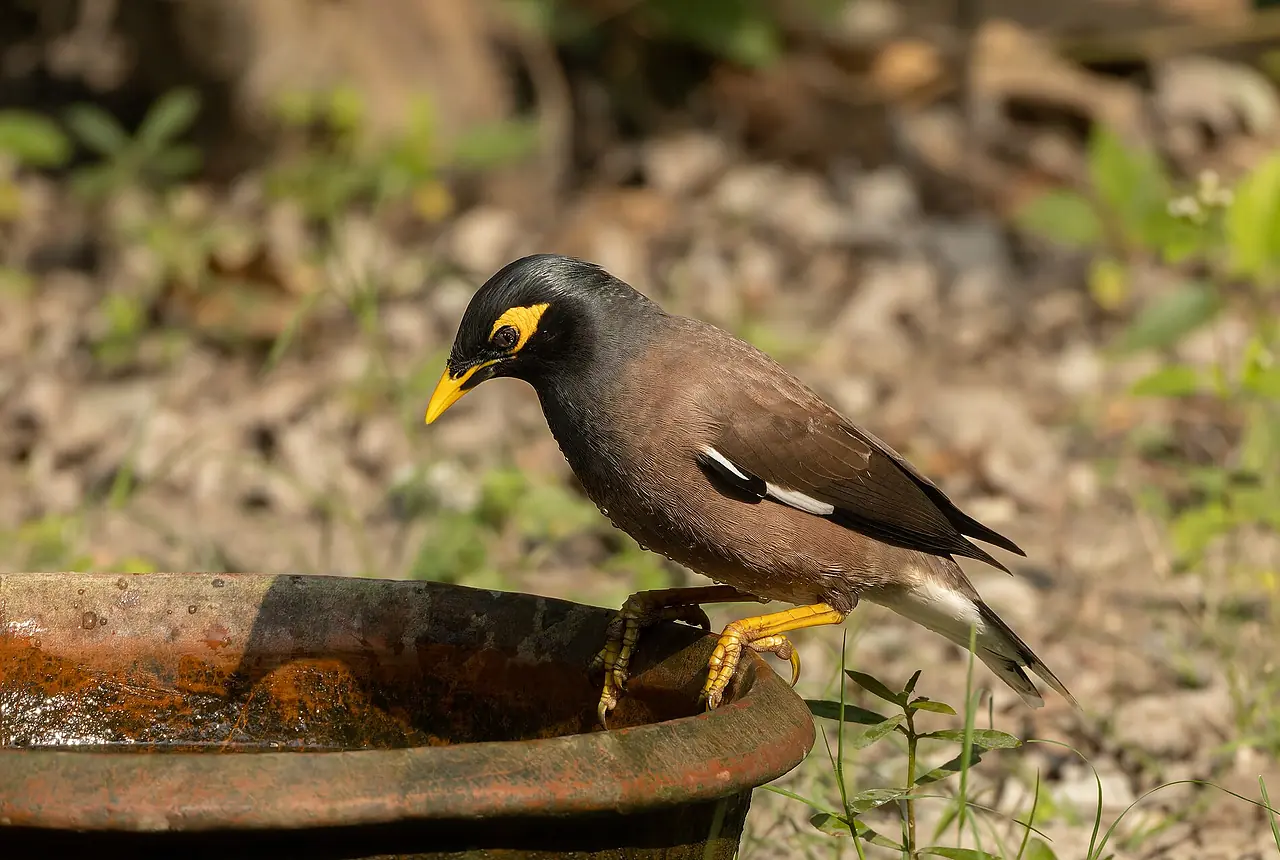 Common Mynas care guide photo for softbill housing, diet, and handling planning.