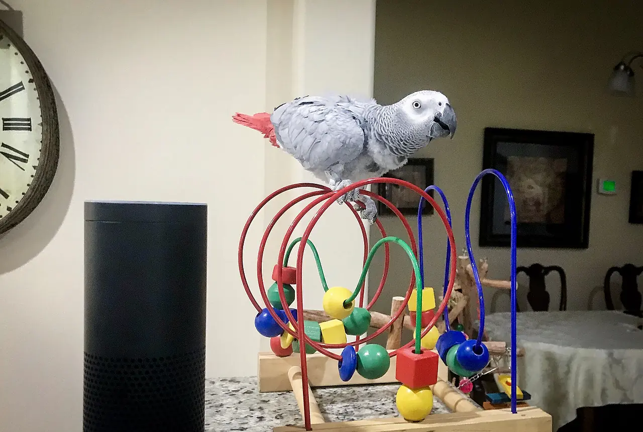 Congo African Greys care guide photo for large parrot housing, diet, and handling planning.