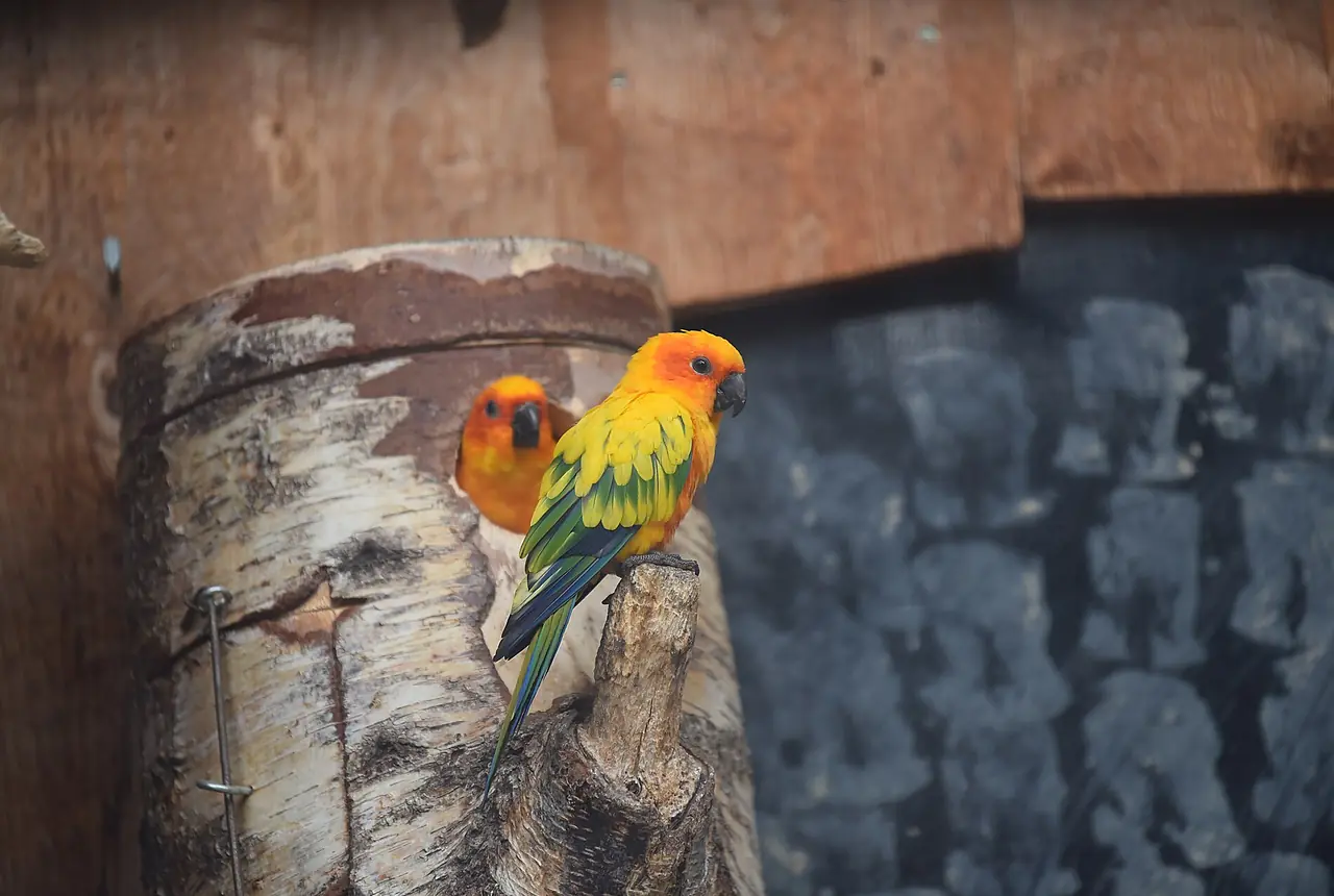 Conures care guide photo for conure housing, diet, and handling planning.