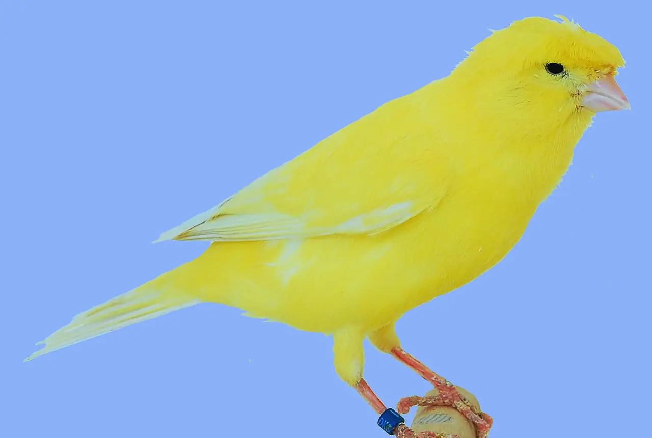 Crested Canaries care guide photo for canary housing, diet, and handling planning.