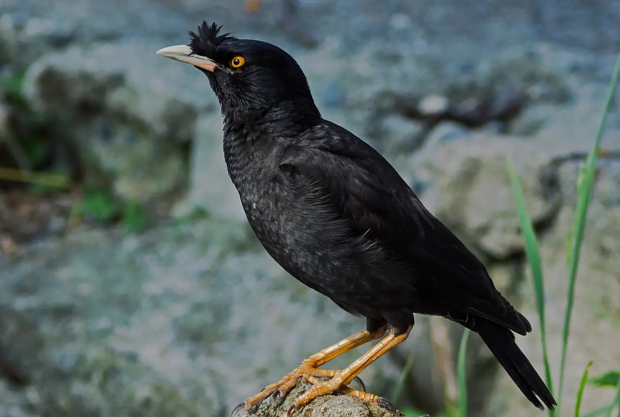Crested Mynas care guide photo for softbill housing, diet, and handling planning.