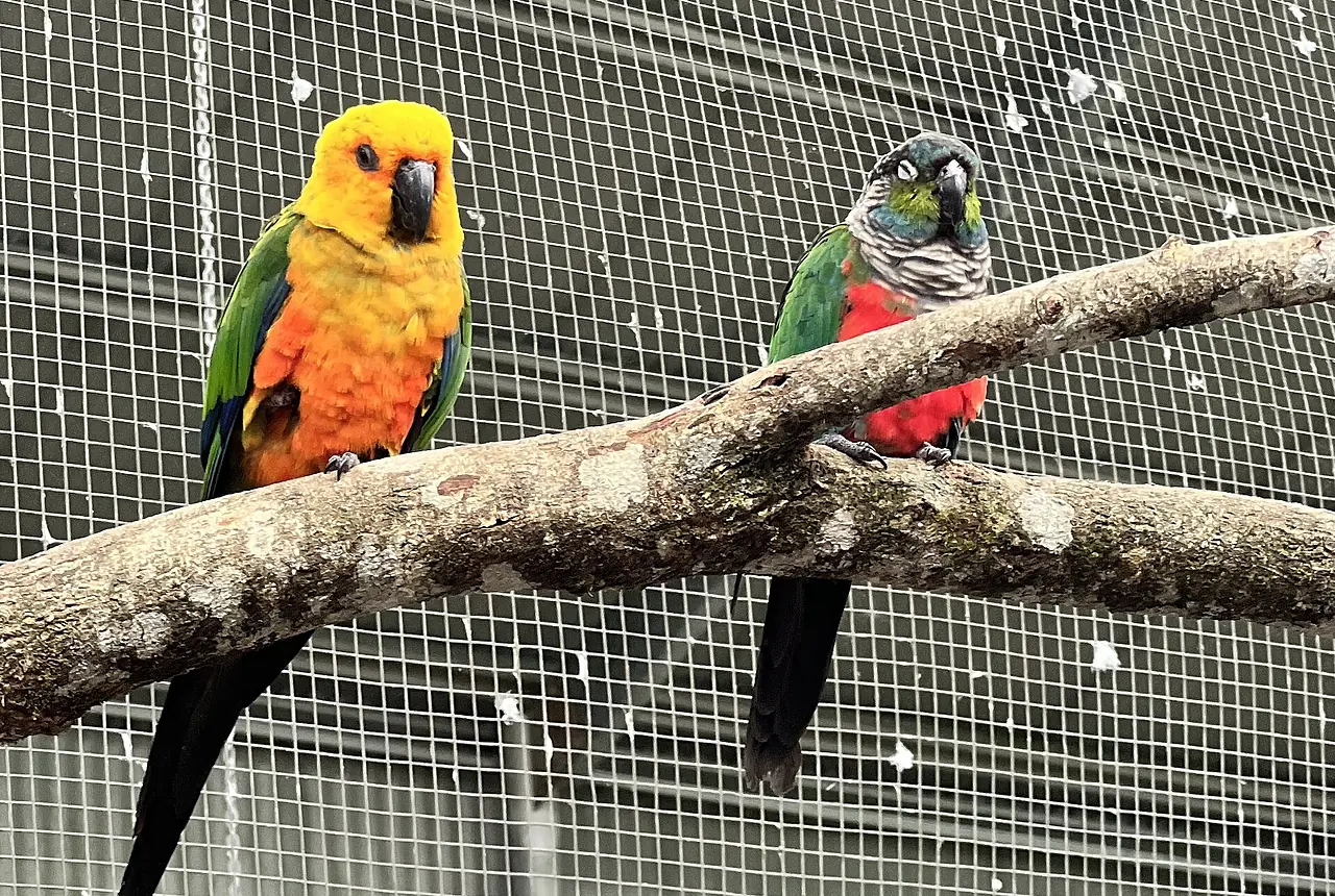 Crimson-bellied Conures care guide photo for conure housing, diet, and handling planning.