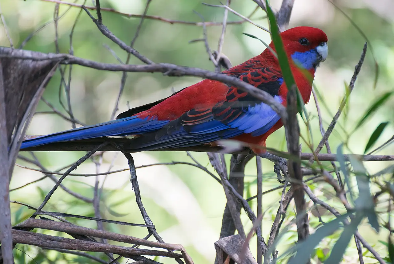 Crimson Rosellas care guide photo for parakeet and small parrot housing, diet, and handling planning.