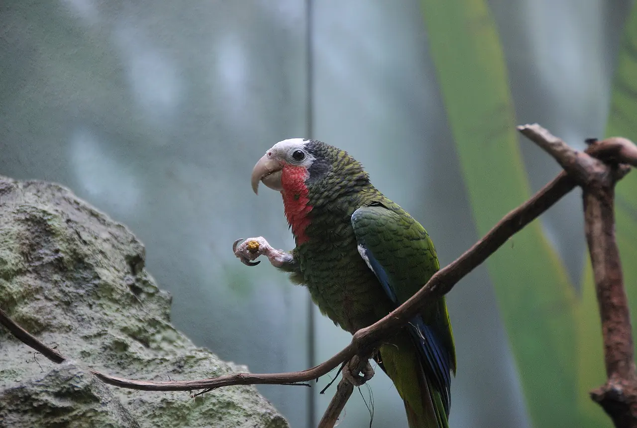 Cuban Amazons care guide photo for amazon parrot housing, diet, and handling planning.