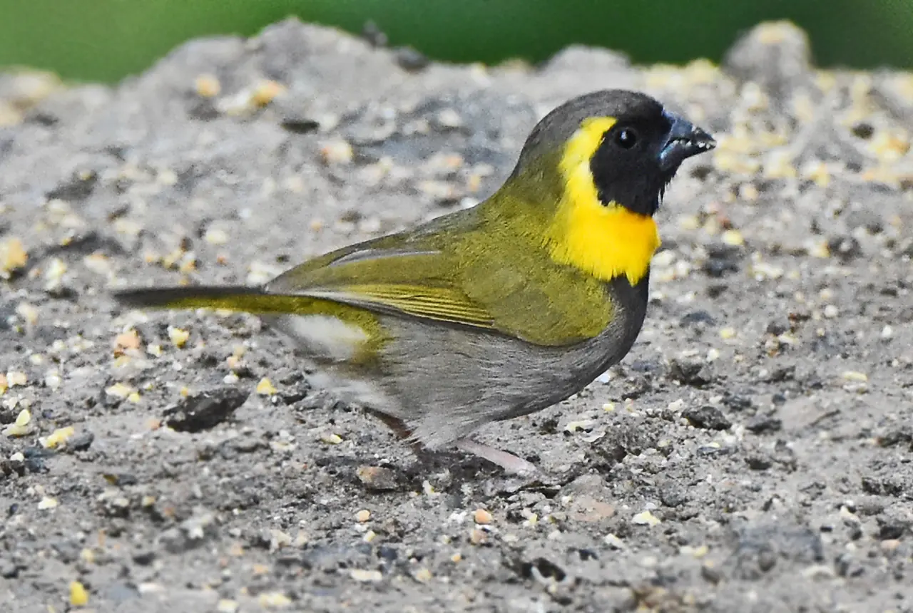 Cuban Grassquits care guide photo for finch and waxbill housing, diet, and handling planning.