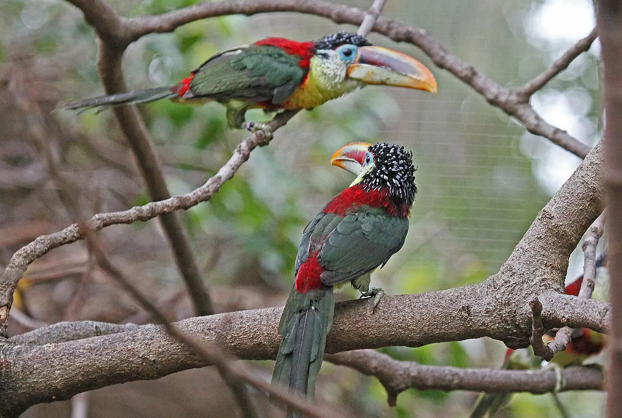 Curl-crested Aracaris care guide photo for softbill housing, diet, and handling planning.