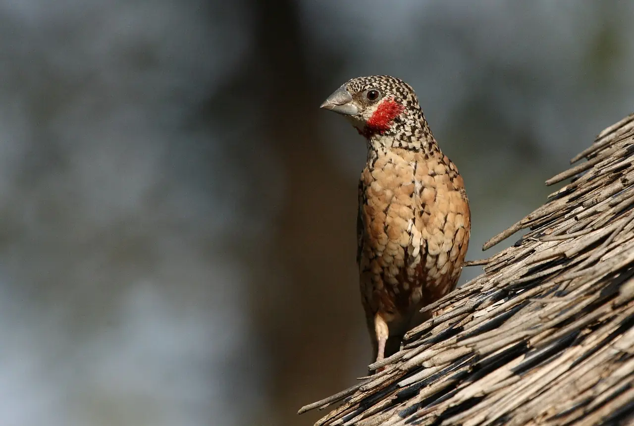 Cut-throat Finches care guide photo for finch and waxbill housing, diet, and handling planning.