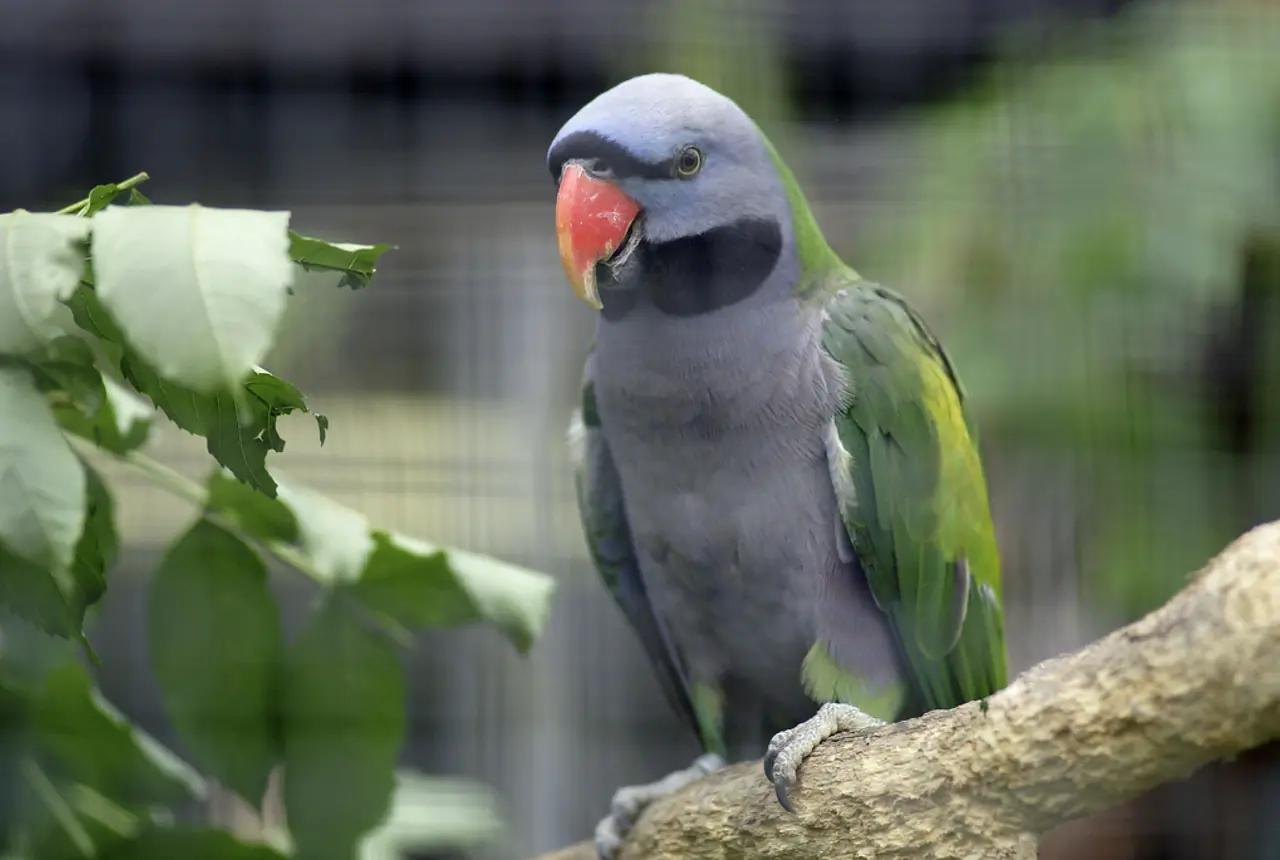 Derbyan Parakeets care guide photo for parakeet and small parrot housing, diet, and handling planning.
