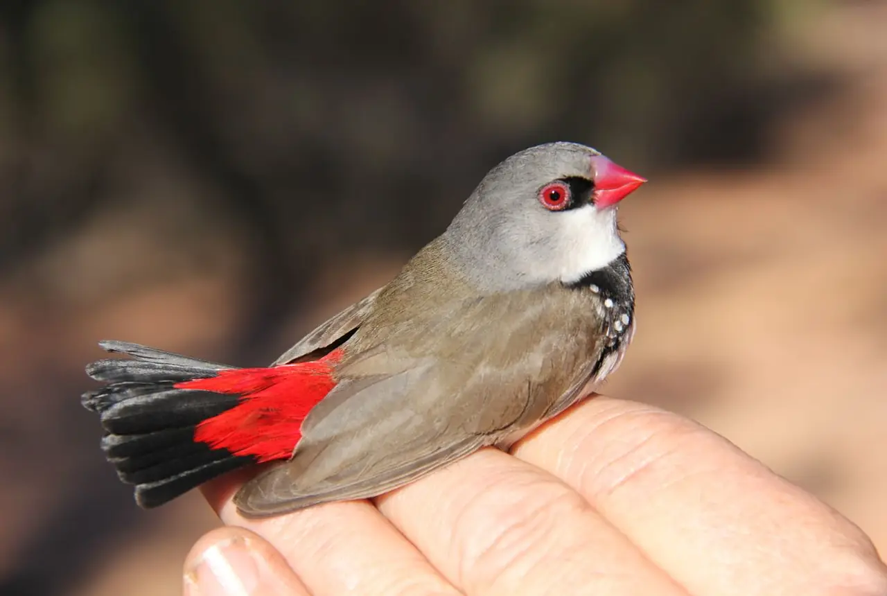 Diamond Firetails care guide photo for finch and waxbill housing, diet, and handling planning.