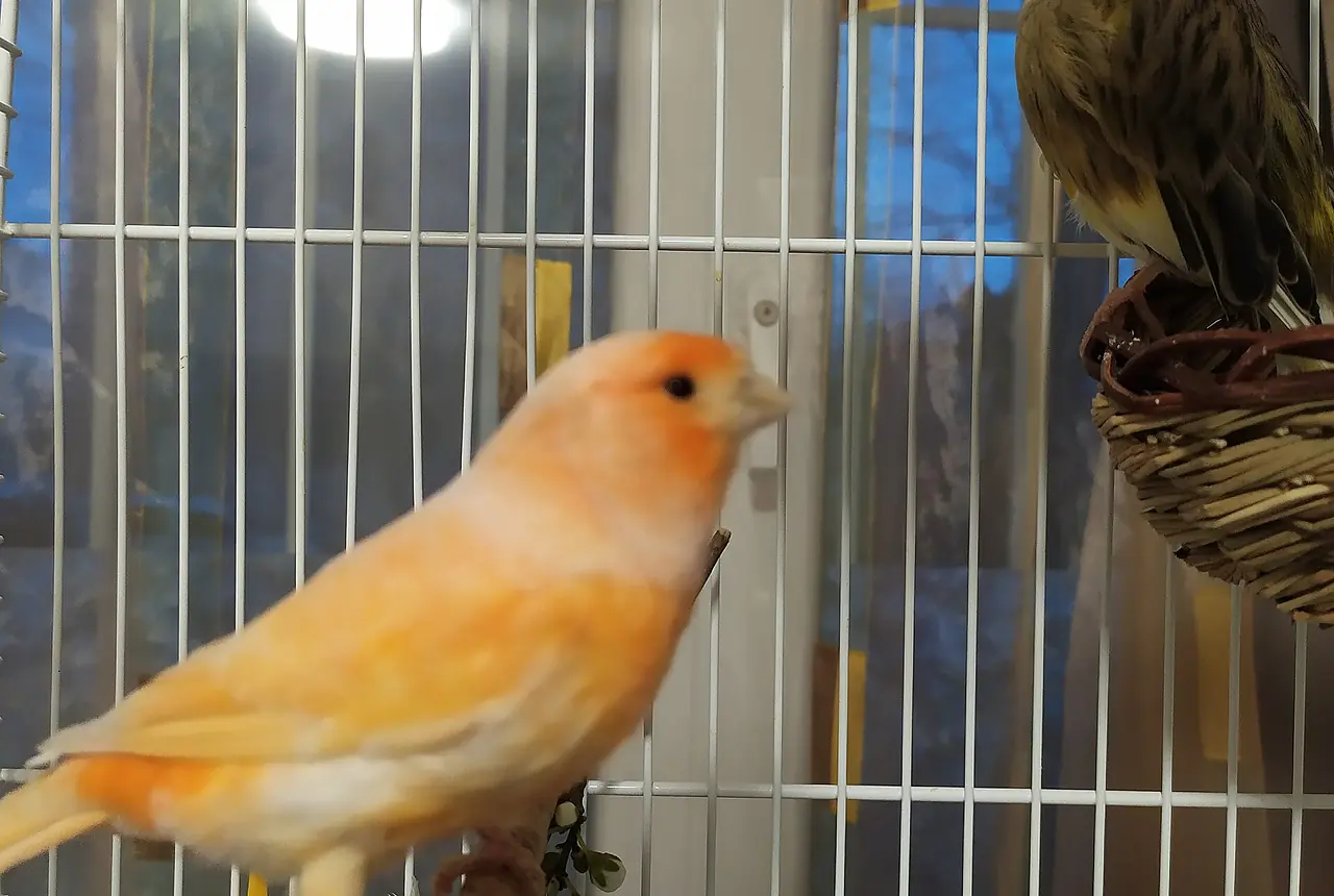 Domestic Canaries care guide photo for canary housing, diet, and handling planning.