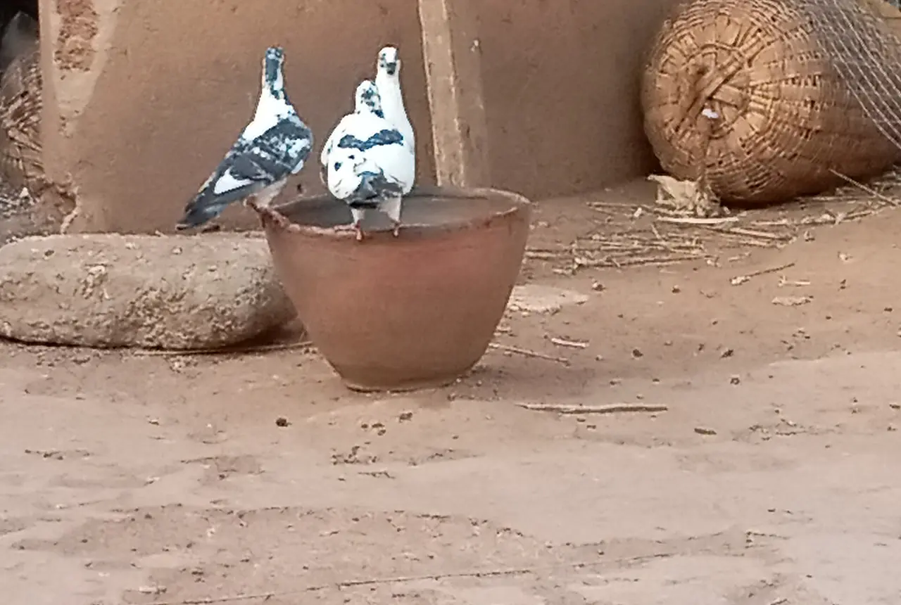 Domestic Pigeons care guide photo for dove and pigeon housing, diet, and handling planning.