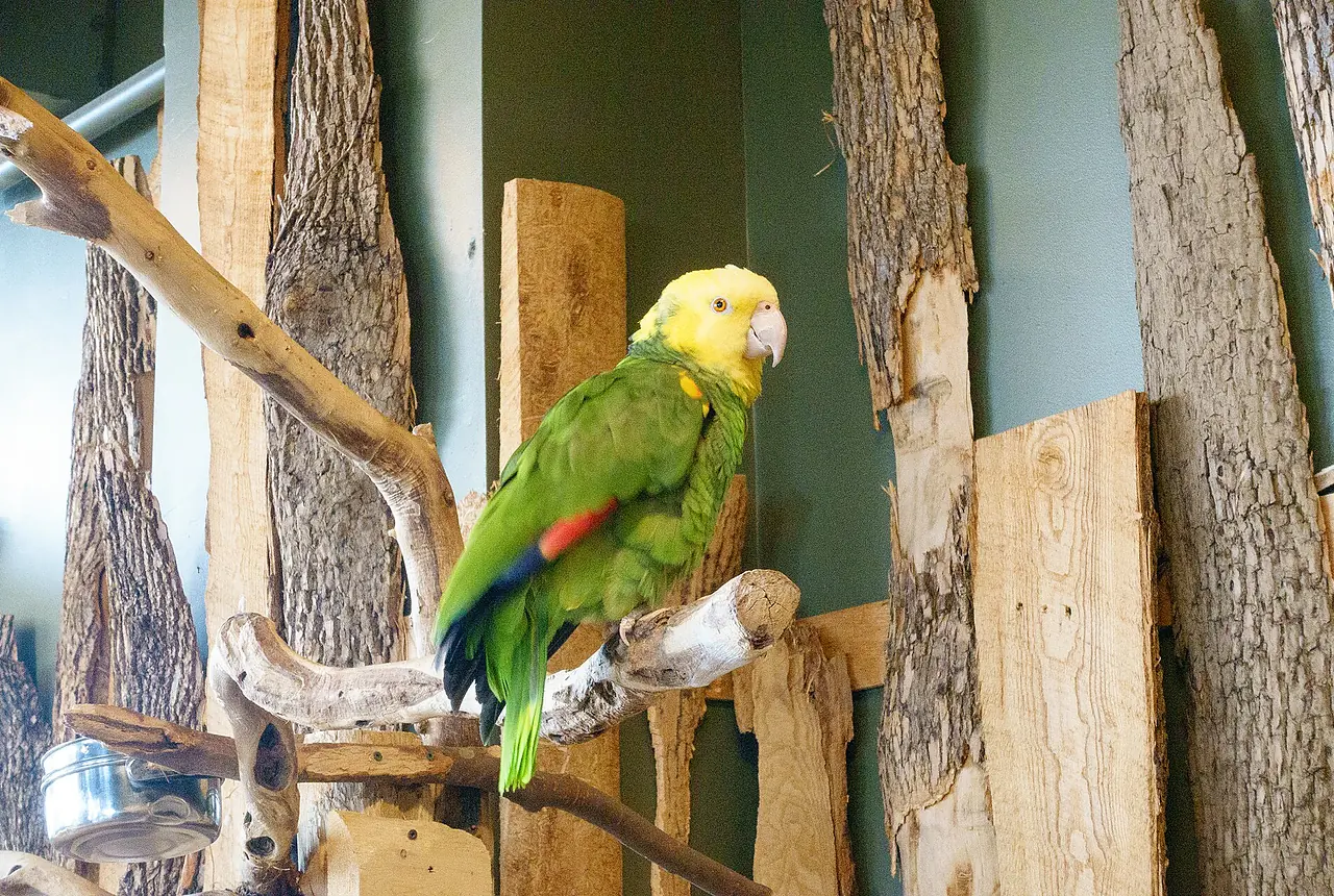 Double Yellow-headed Amazons care guide photo for amazon parrot housing, diet, and handling planning.