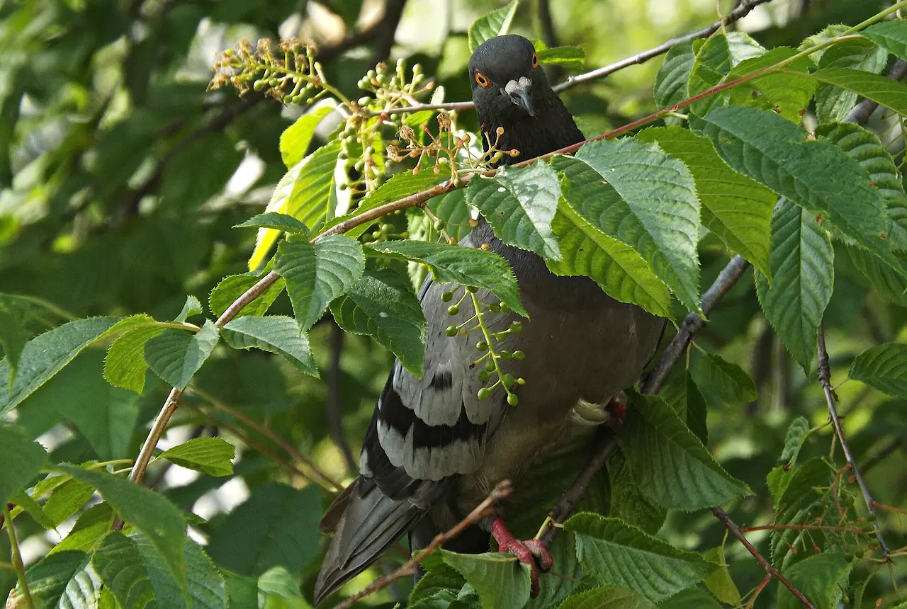 Two dark domestic pigeons facing each other against a blue sky, with iridescent neck feathers, eyes, bills, and folded wings visible.