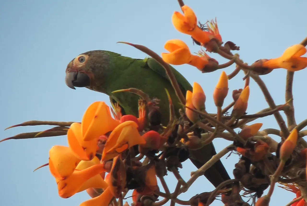 Dusky-headed Conures care guide photo for conure housing, diet, and handling planning.