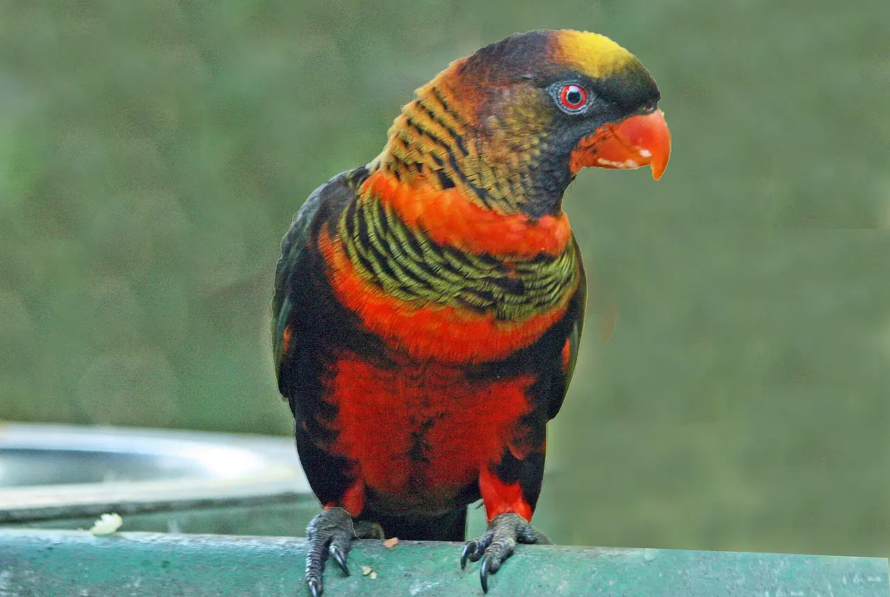 Dusky Lories care guide photo for lory and lorikeet housing, diet, and handling planning.