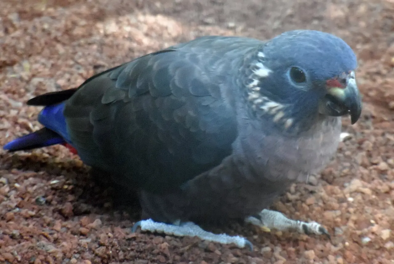 Dusky Pionus care guide photo for pionus parrot housing, diet, and handling planning.