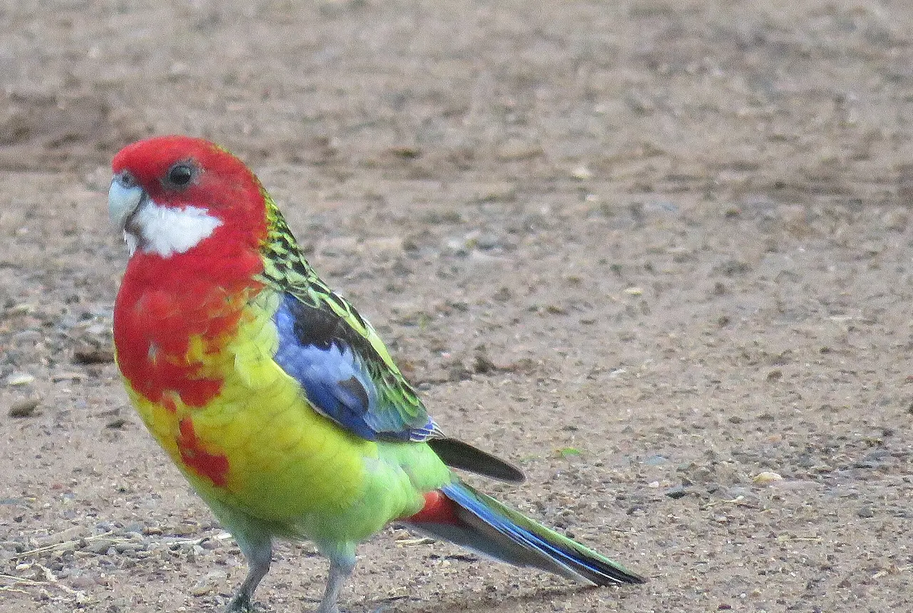 Eastern Rosellas care guide photo for parakeet and small parrot housing, diet, and handling planning.
