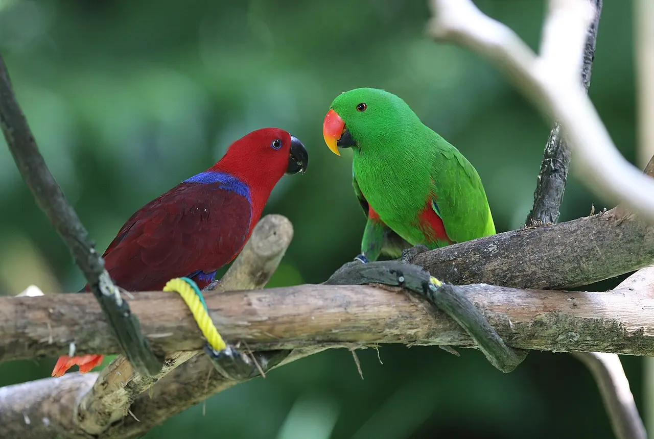 Eclectus Parrots care guide photo for large parrot housing, diet, and handling planning.