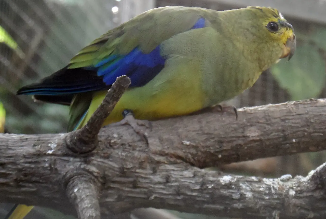 Elegant Parrots care guide photo for parakeet and small parrot housing, diet, and handling planning.