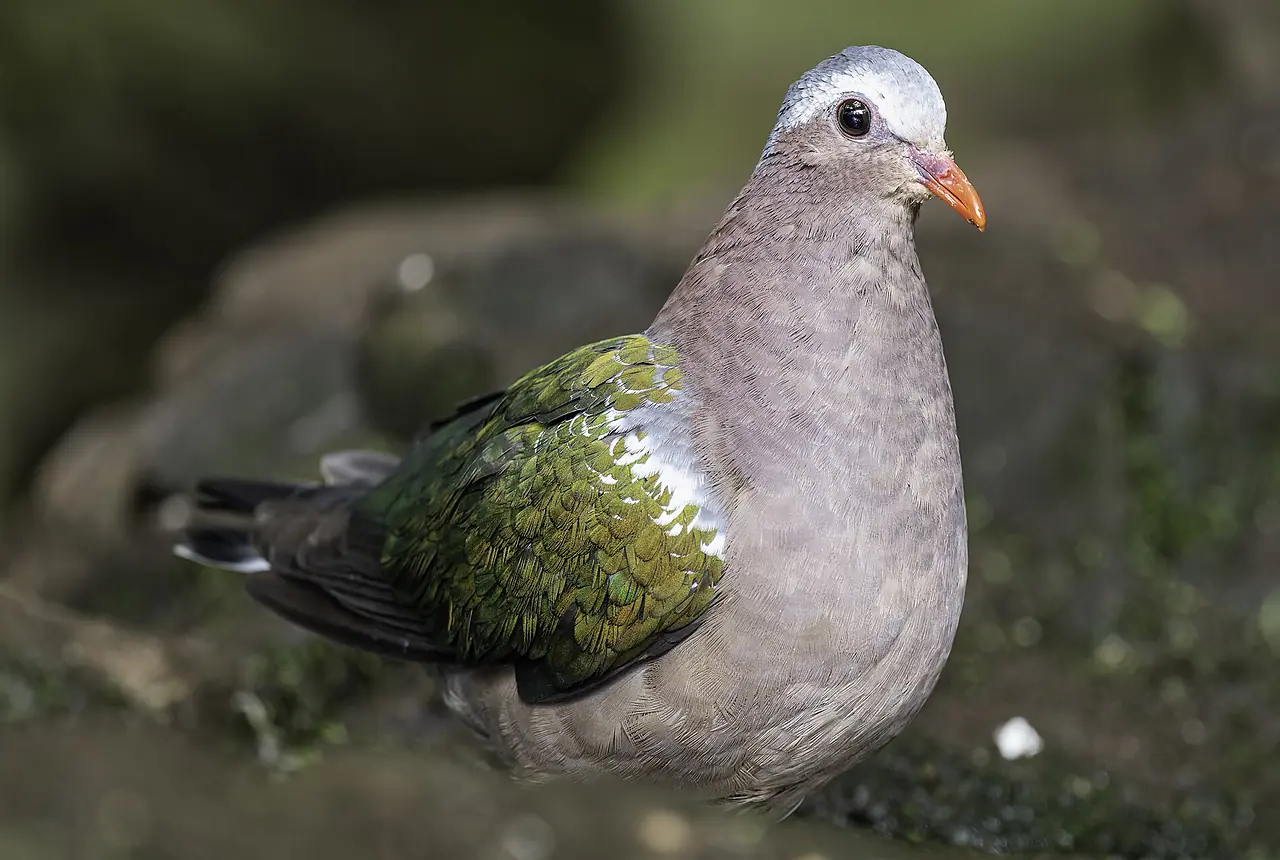 Emerald Doves care guide photo for dove and pigeon housing, diet, and handling planning.