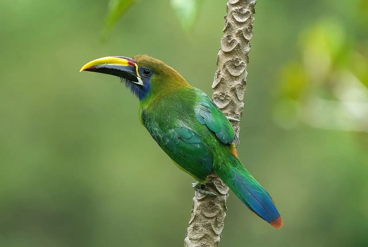 Emerald Toucanets care guide photo for softbill housing, diet, and handling planning.