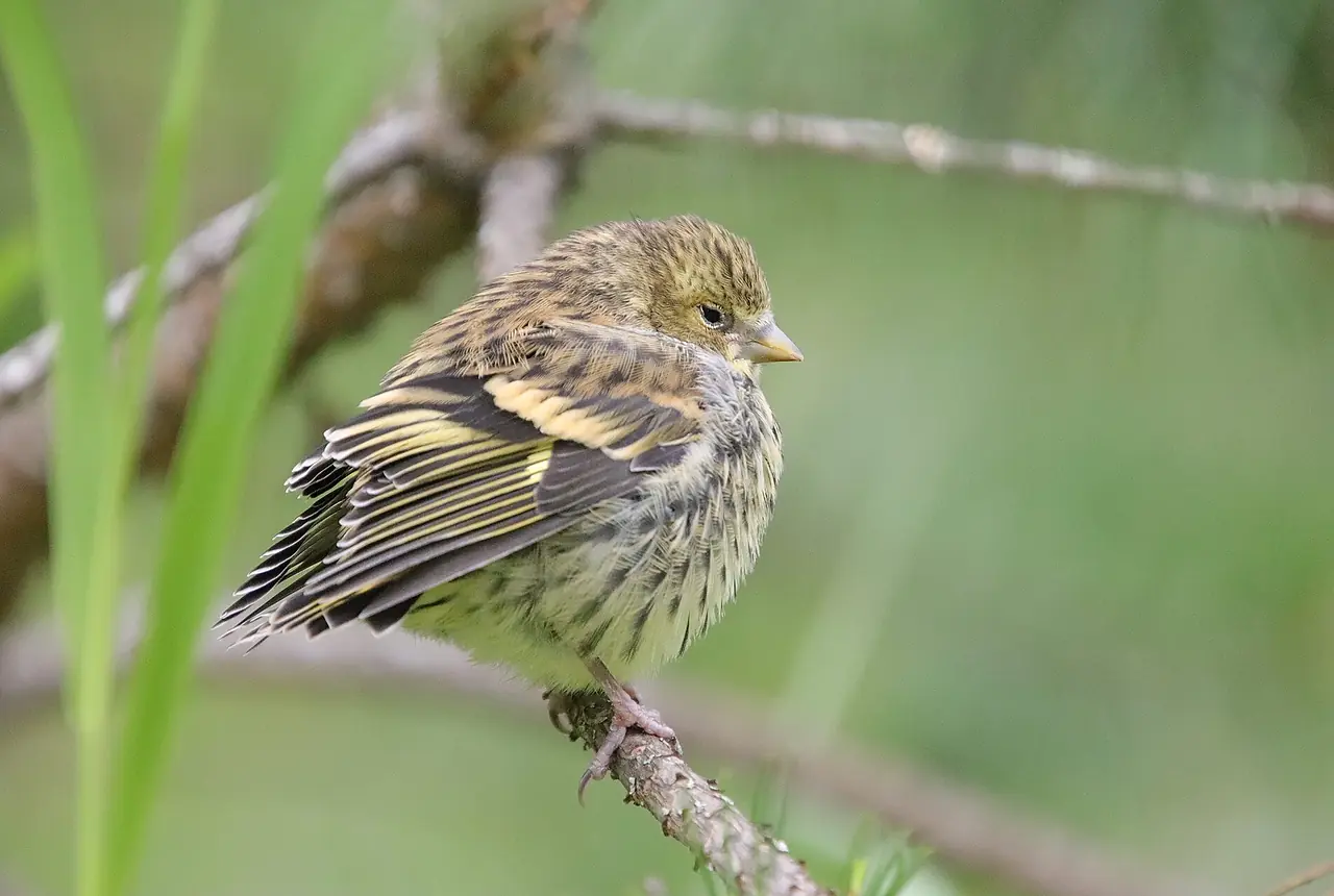 Eurasian Siskins care guide photo for finch and waxbill housing, diet, and handling planning.