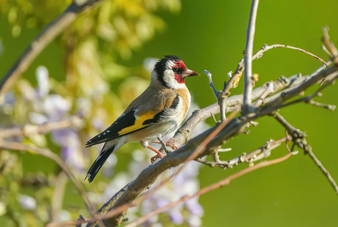 European Goldfinches care guide photo for finch and waxbill housing, diet, and handling planning.