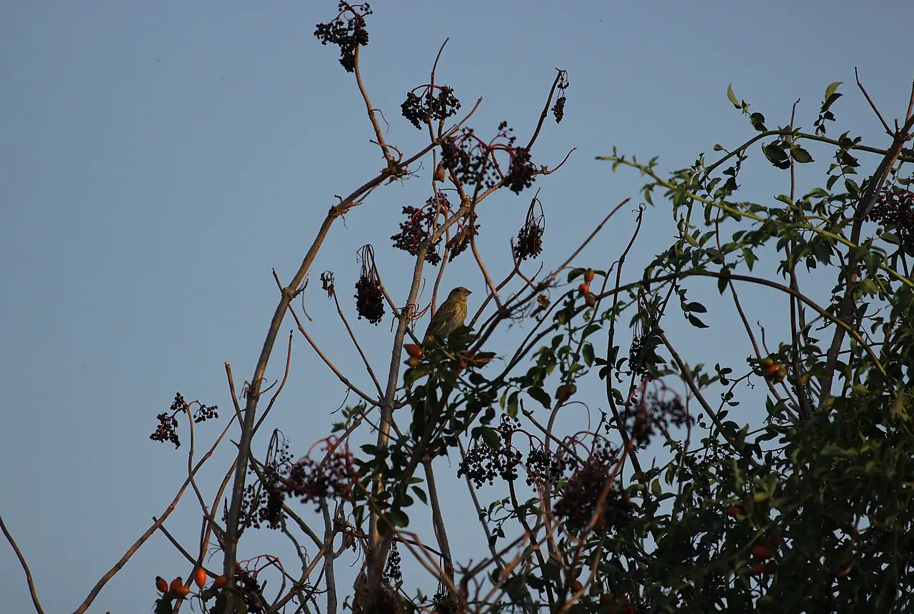 European Greenfinches care guide photo for finch and waxbill housing, diet, and handling planning.