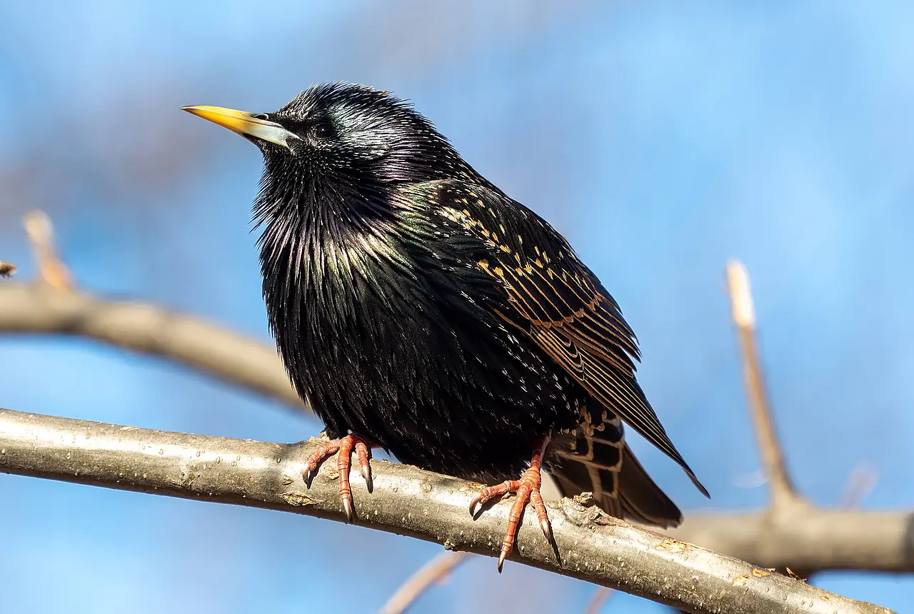 European Starlings care guide photo for softbill housing, diet, and handling planning.