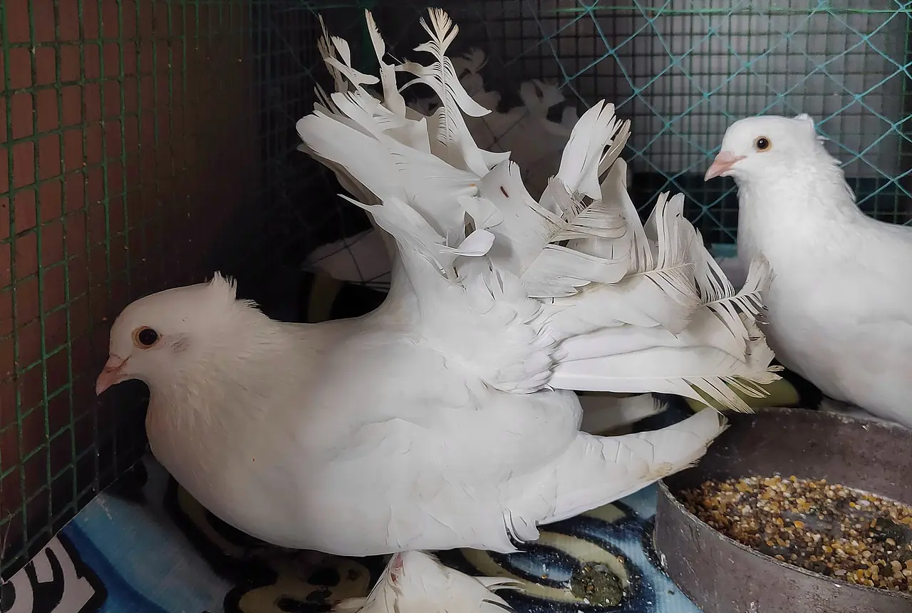 Fantail Pigeons care guide photo for dove and pigeon housing, diet, and handling planning.