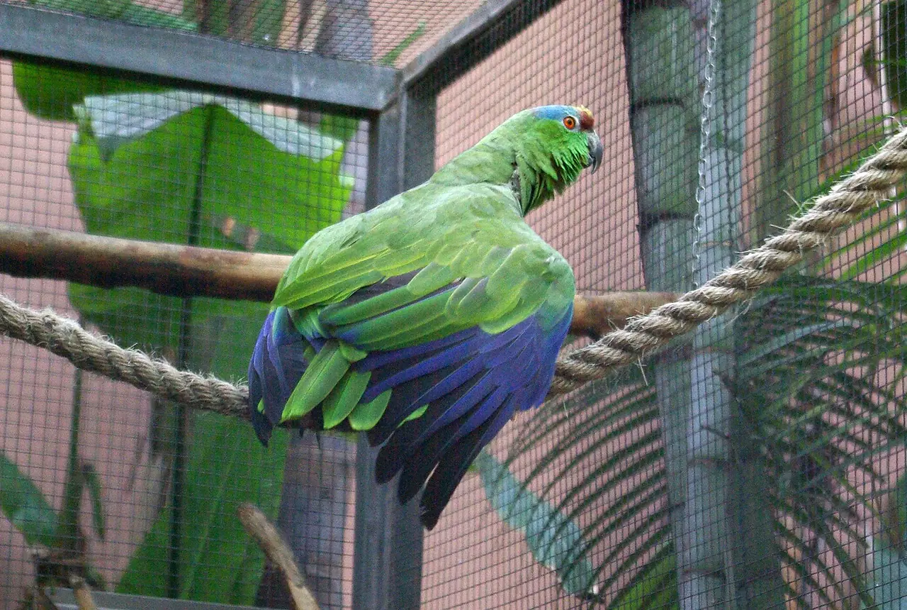 Festive Amazons care guide photo for amazon parrot housing, diet, and handling planning.