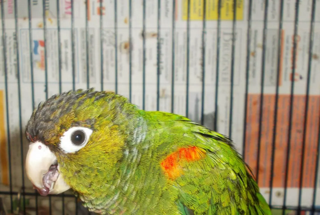 Fiery-shouldered Conures care guide photo for conure housing, diet, and handling planning.