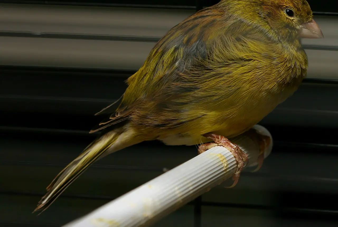 Fife Canaries care guide photo for canary housing, diet, and handling planning.