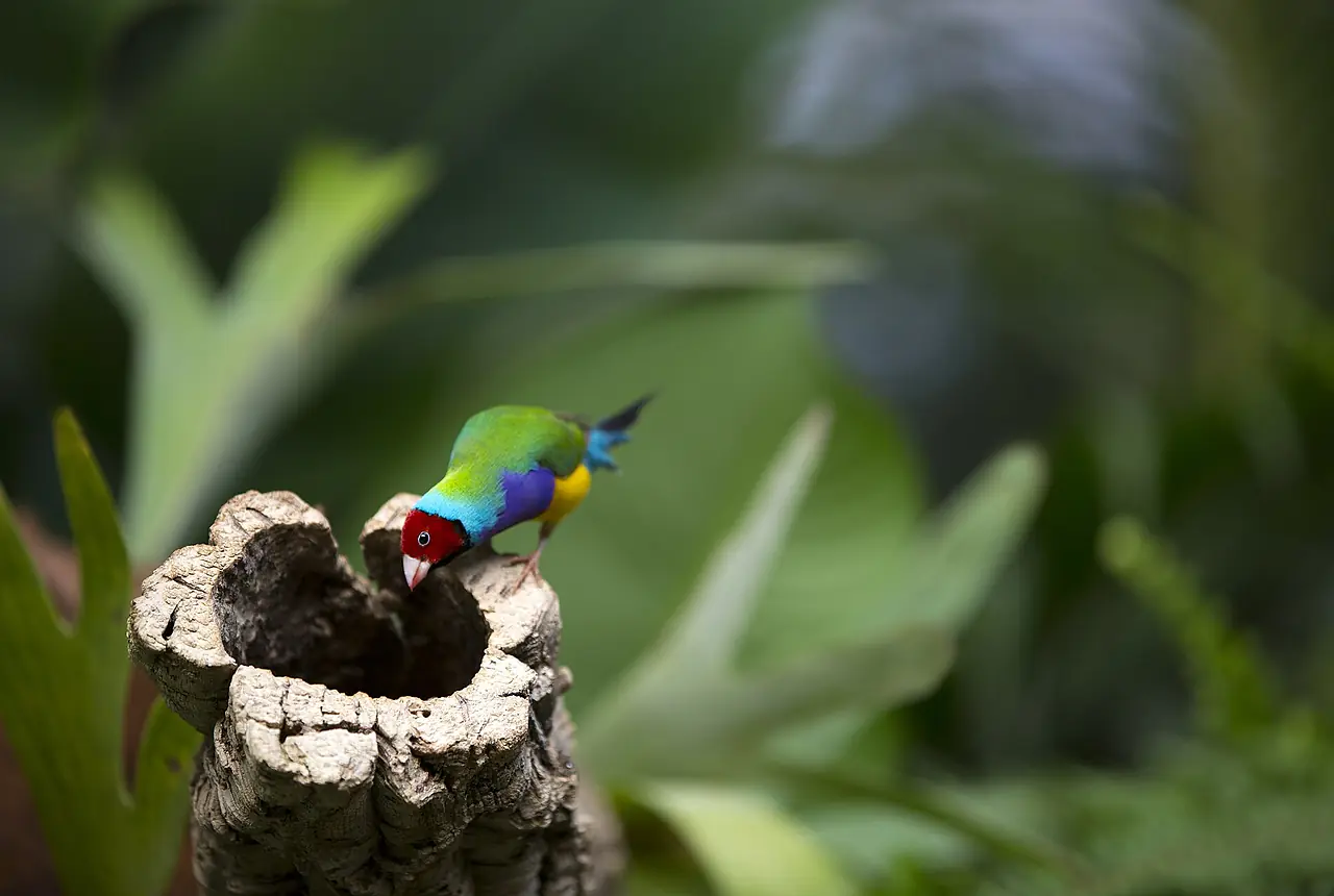Finches care guide photo for finch and waxbill housing, diet, and handling planning.