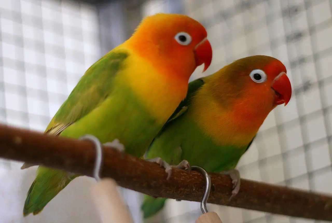 Fischer's Lovebirds care guide photo for lovebird housing, diet, and handling planning.