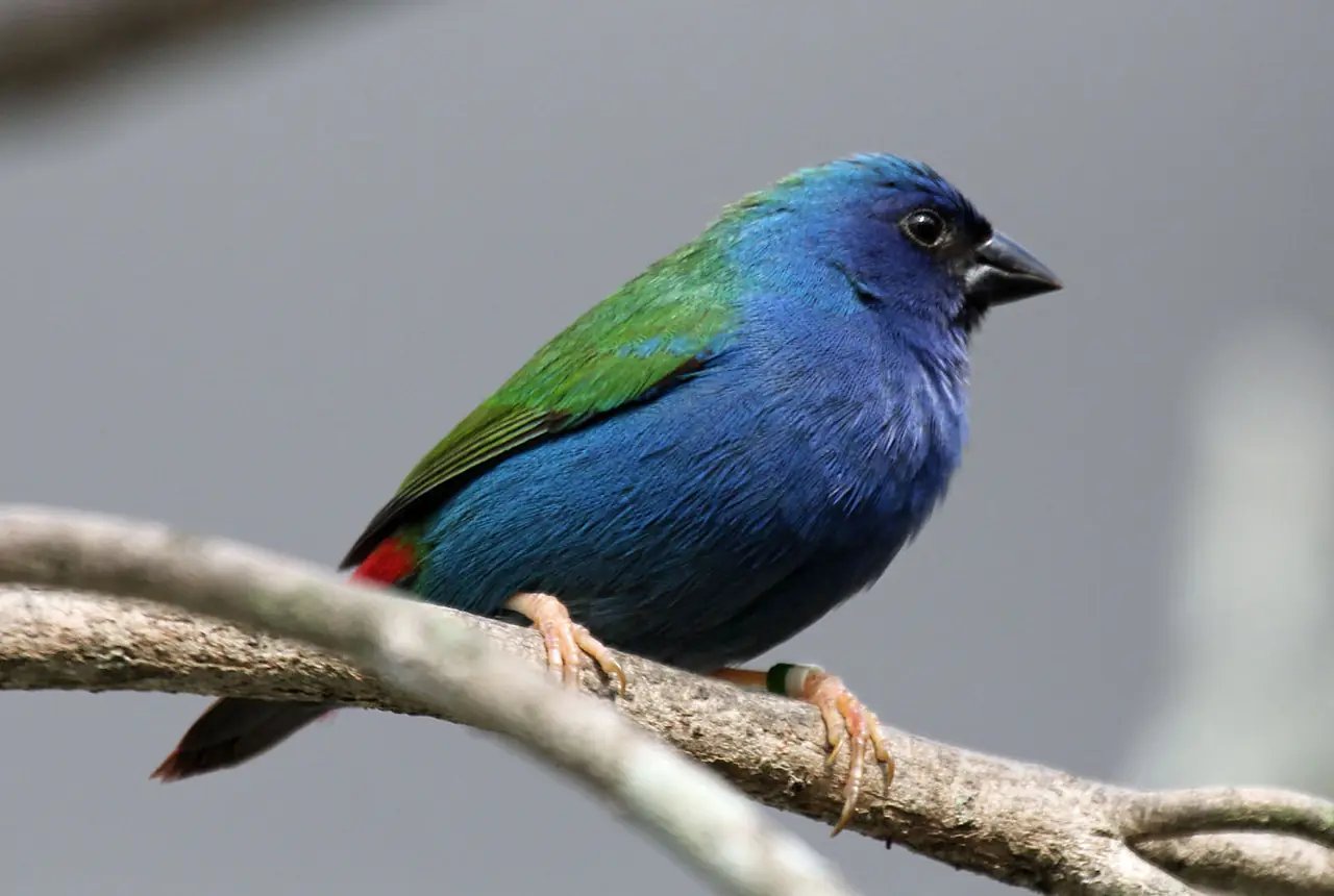 Forbes's Parrotfinches care guide photo for finch and waxbill housing, diet, and handling planning.