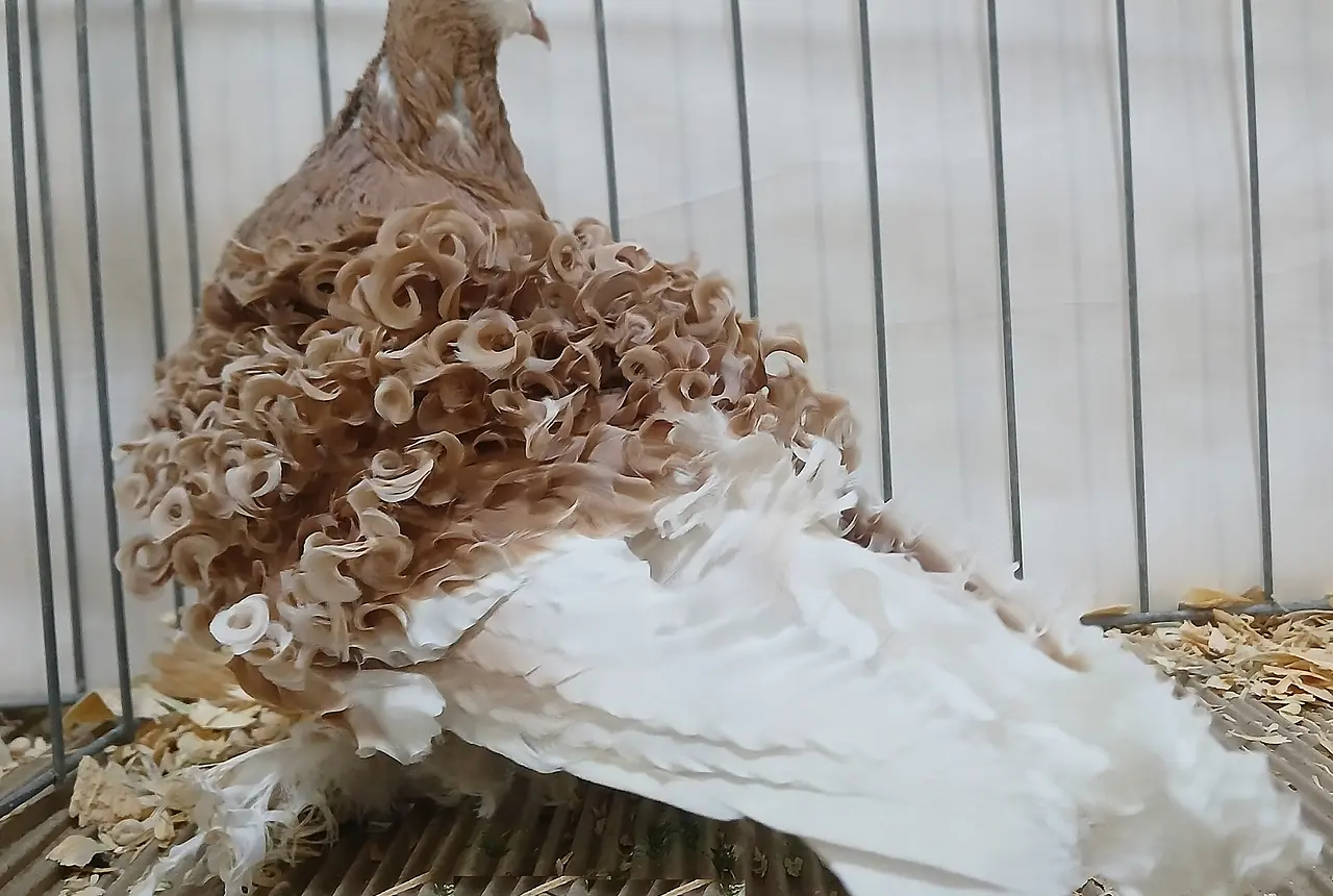 Frillback Pigeons care guide photo for dove and pigeon housing, diet, and handling planning.