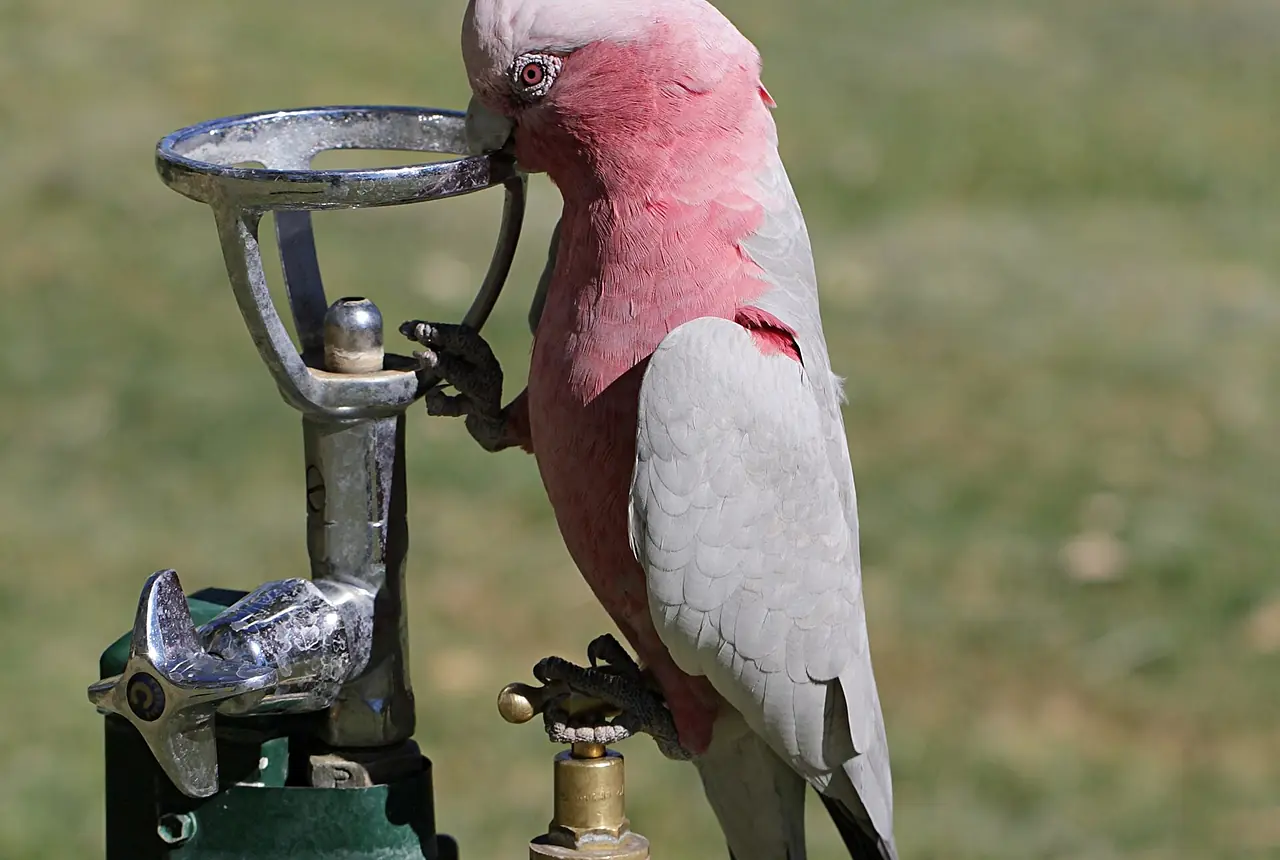 Galahs care guide photo for cockatoo housing, diet, and handling planning.