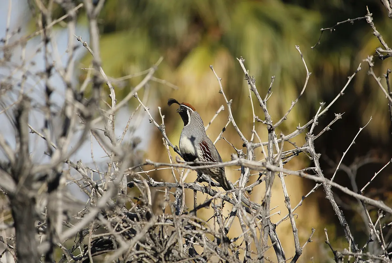 Gambel's Quail care guide photo for quail housing, diet, and handling planning.