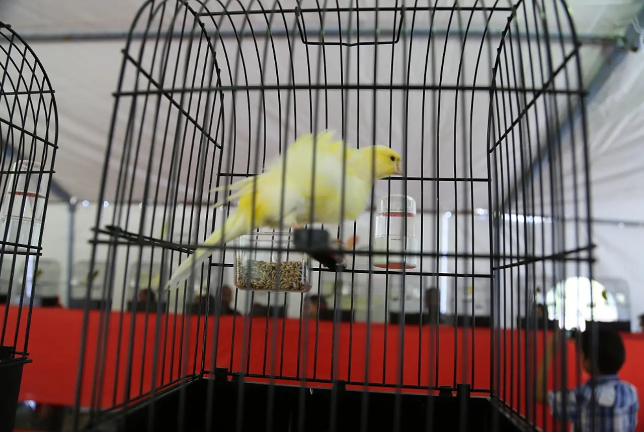 Gloster Canaries care guide photo for canary housing, diet, and handling planning.