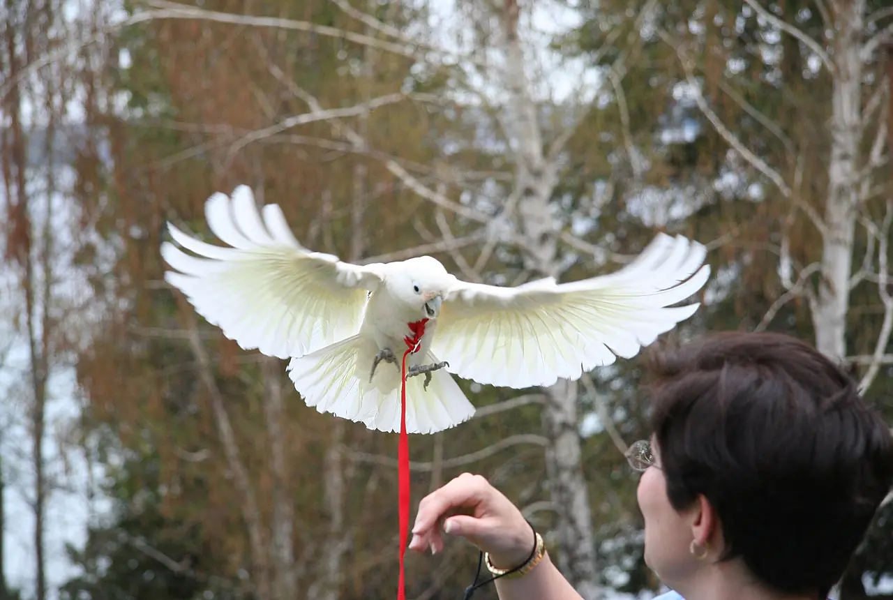 Goffin's Cockatoos care guide photo for cockatoo housing, diet, and handling planning.