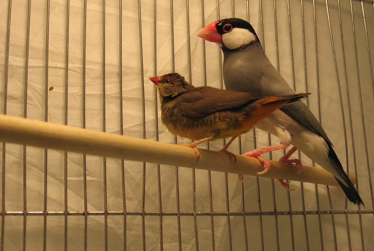 Gold-breasted Waxbills care guide photo for finch and waxbill housing, diet, and handling planning.