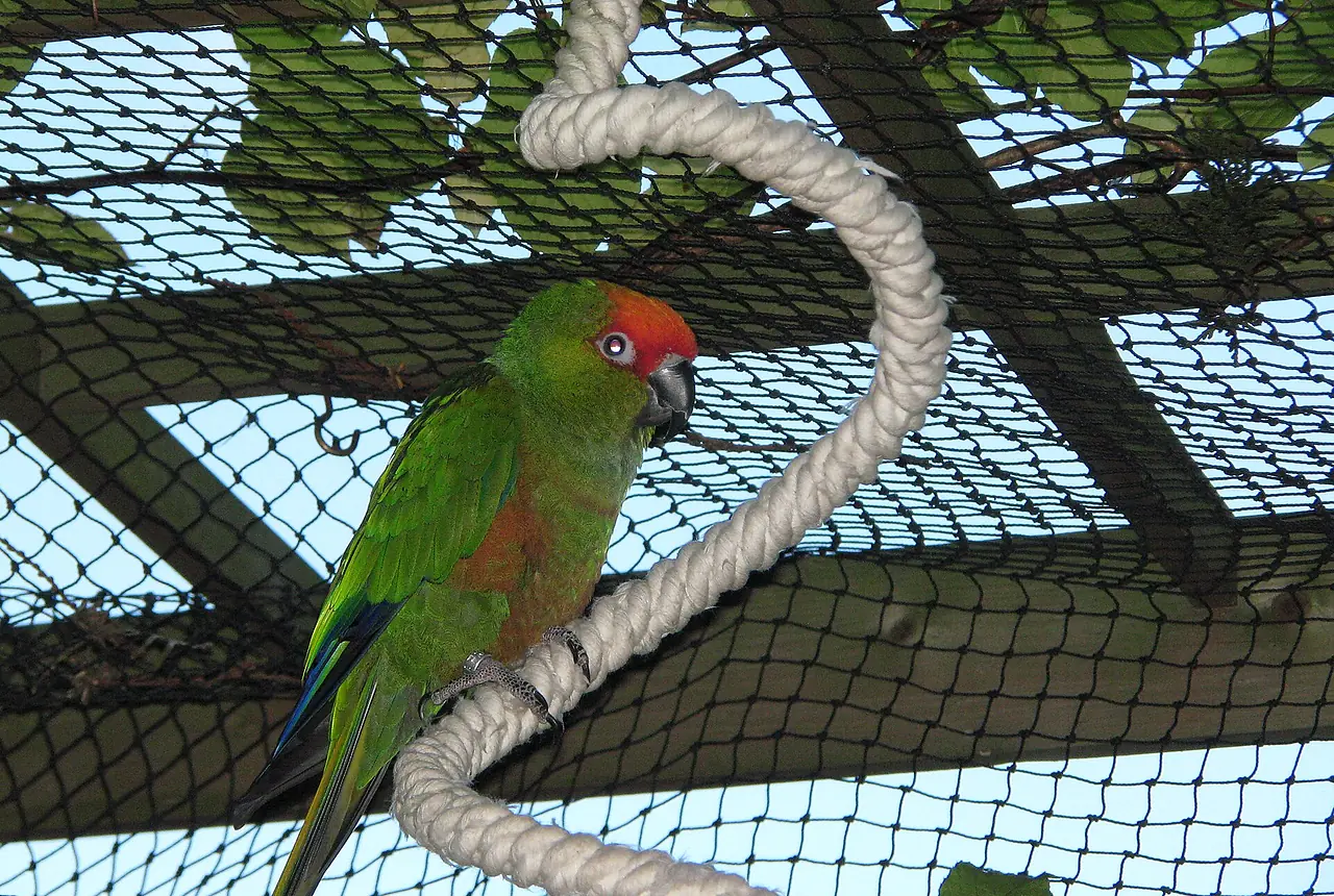 Golden-capped Conures care guide photo for conure housing, diet, and handling planning.
