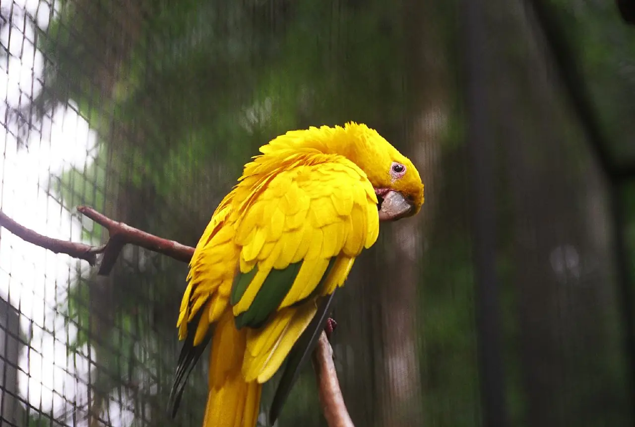 Golden Conures care guide photo for conure housing, diet, and handling planning.