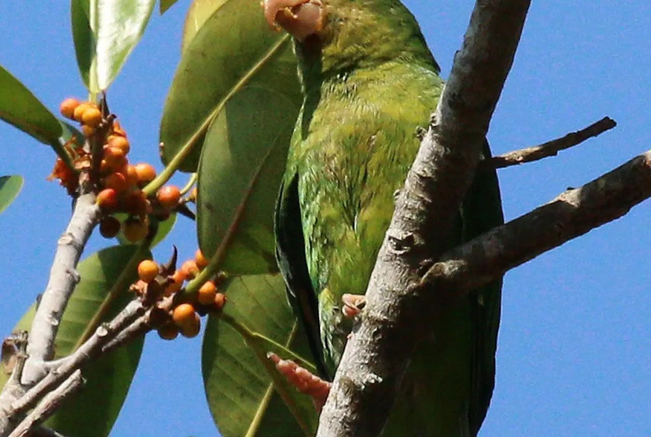 Golden-winged Parakeets care guide photo for parakeet and small parrot housing, diet, and handling planning.